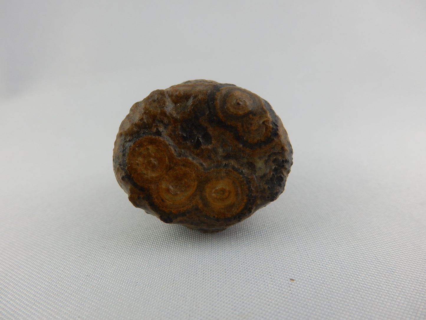 Natural desert-polished unique agate - nice complex "eyes" exposed by desert sands Gobi Desert