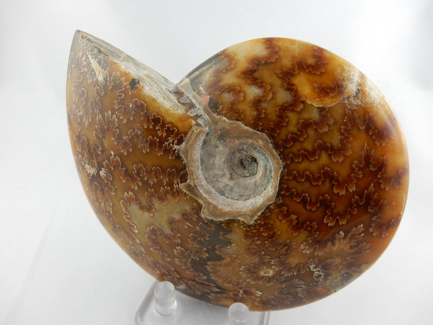 fine polished gemmy ammonite - hony coloured calcite excellent suture-chamber details - Jurassic 18myo