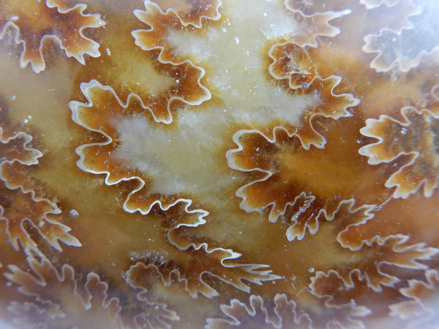 Ammonite BIG - great Sutures