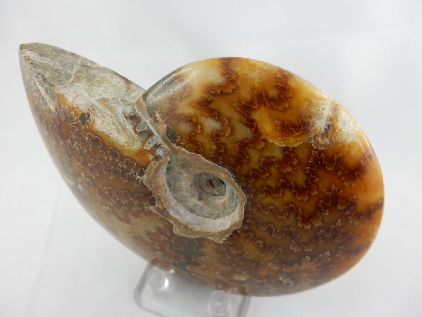 Ammonite BIG - great Sutures