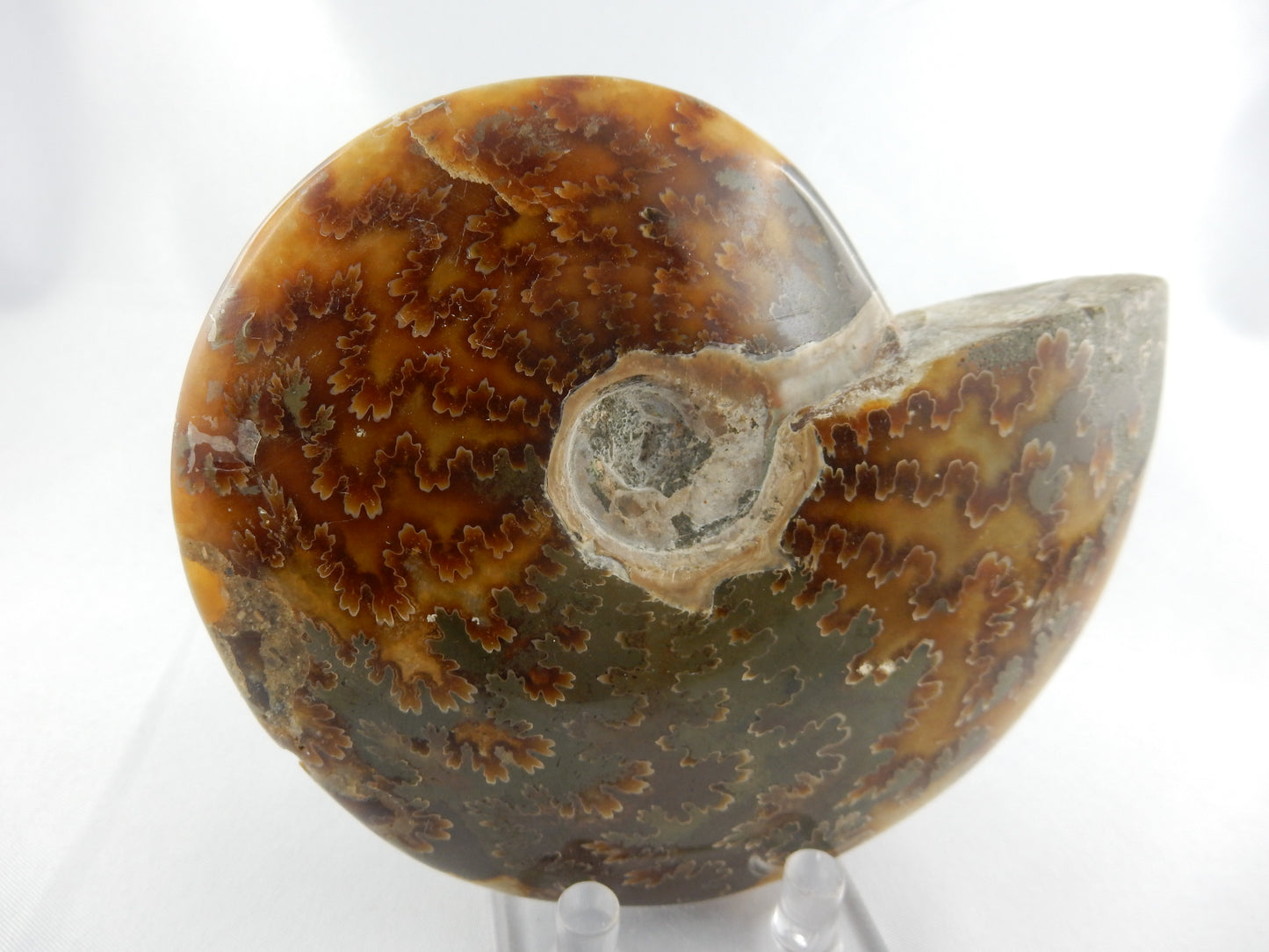 Ammonite BIG - great Sutures