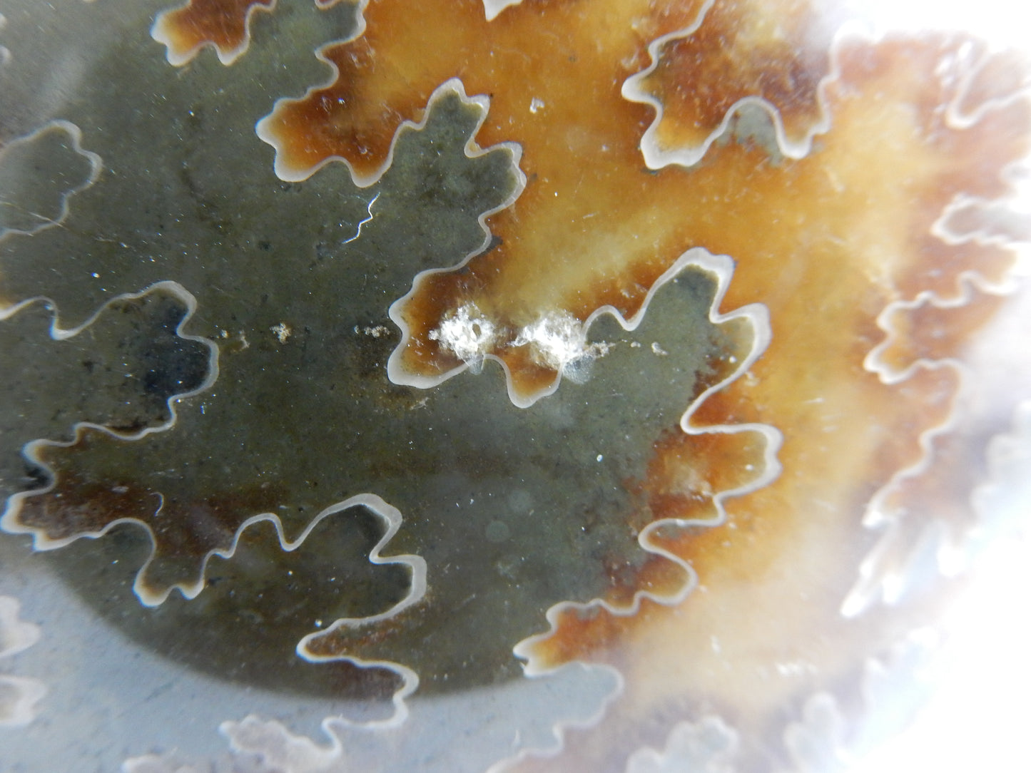 Ammonite BIG - great Sutures