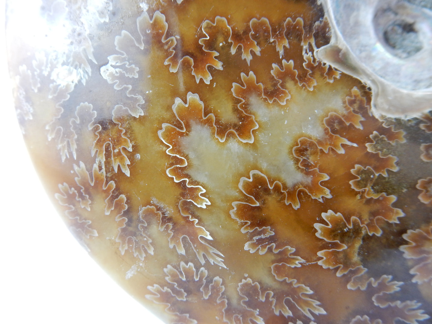 Ammonite BIG - great Sutures