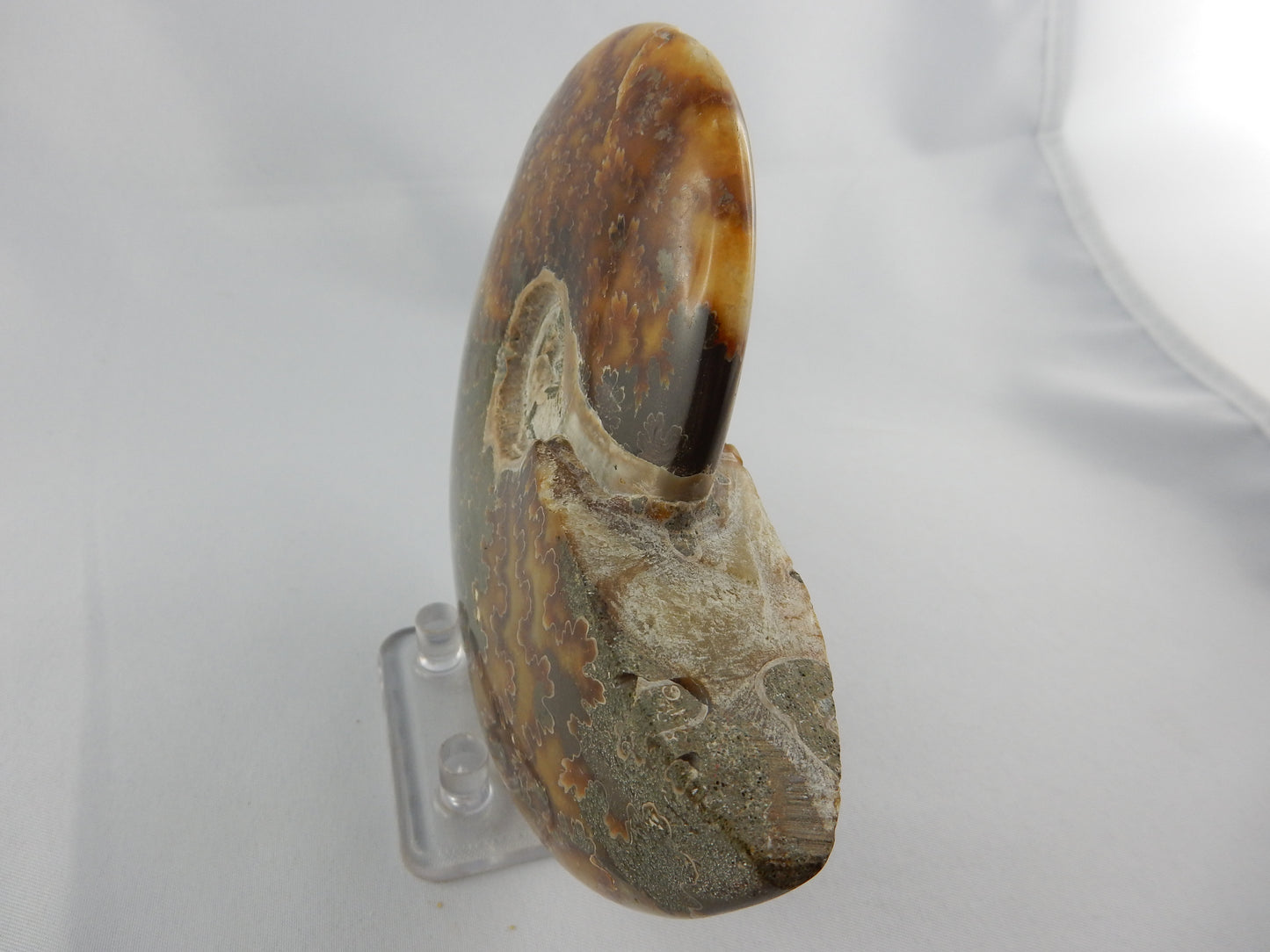 Ammonite BIG - great Sutures