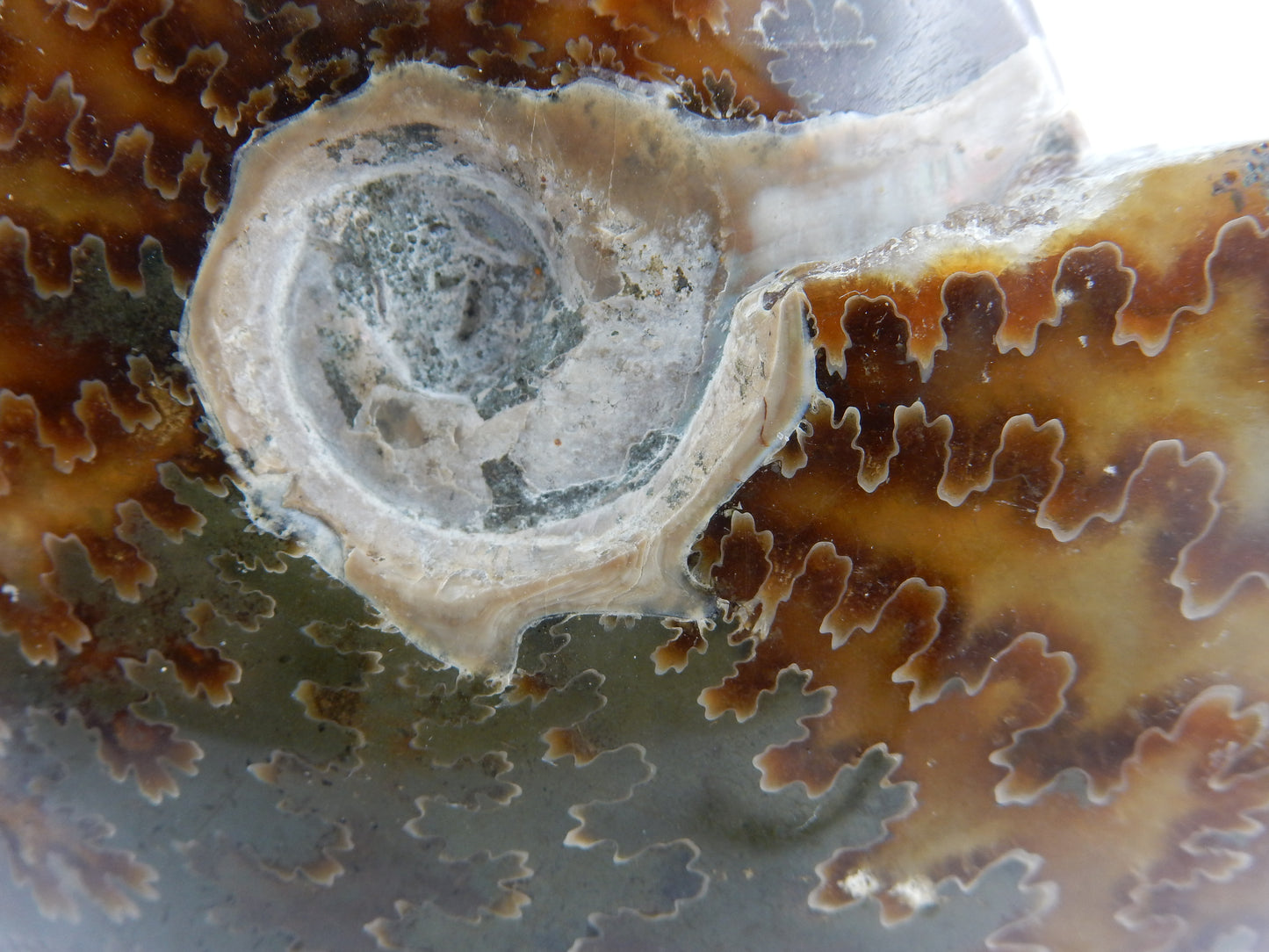 Ammonite BIG - great Sutures