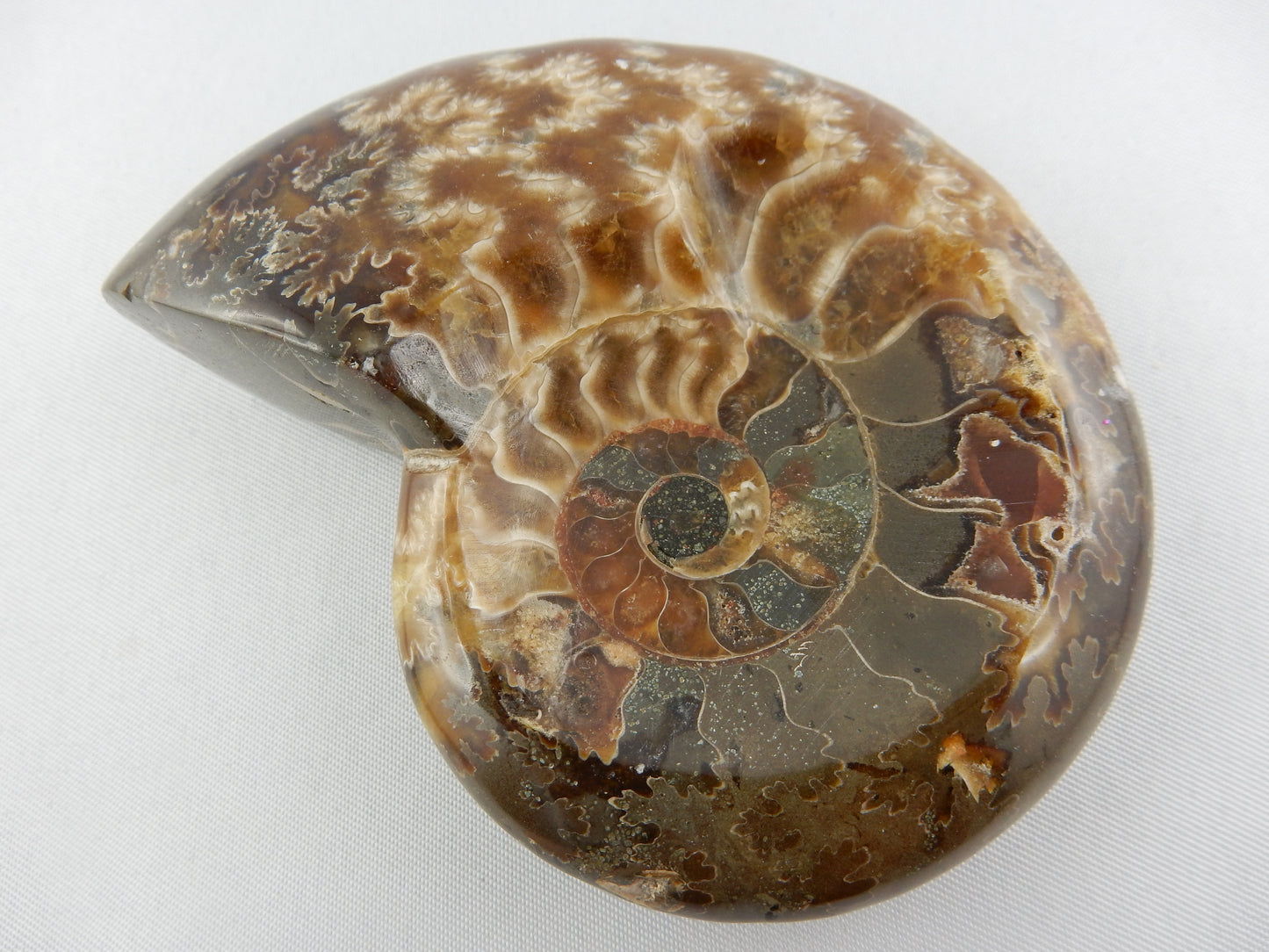 amazing sutures and colour - whole ammonite polished into a shallow dish