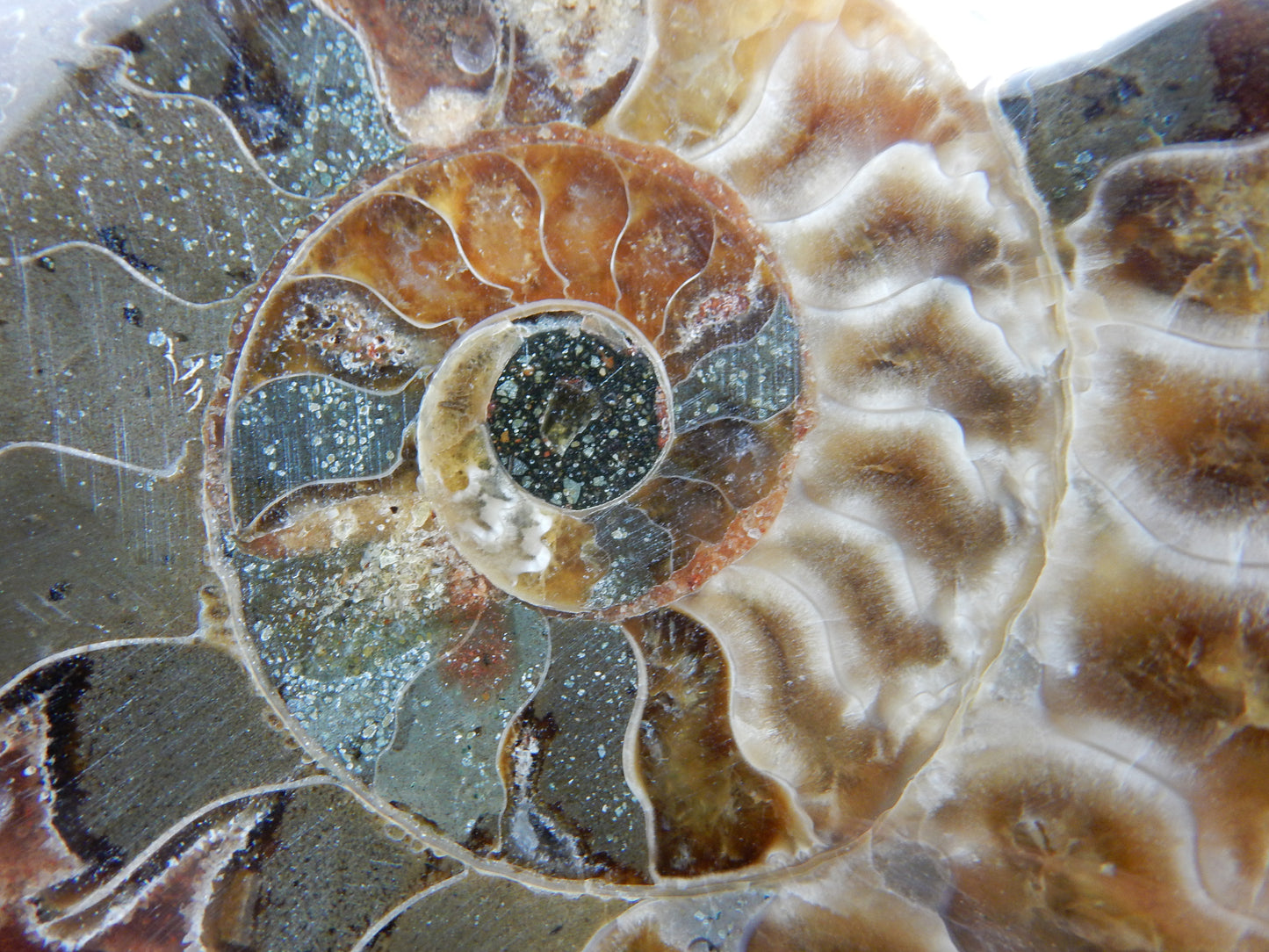 Ammonite Dish