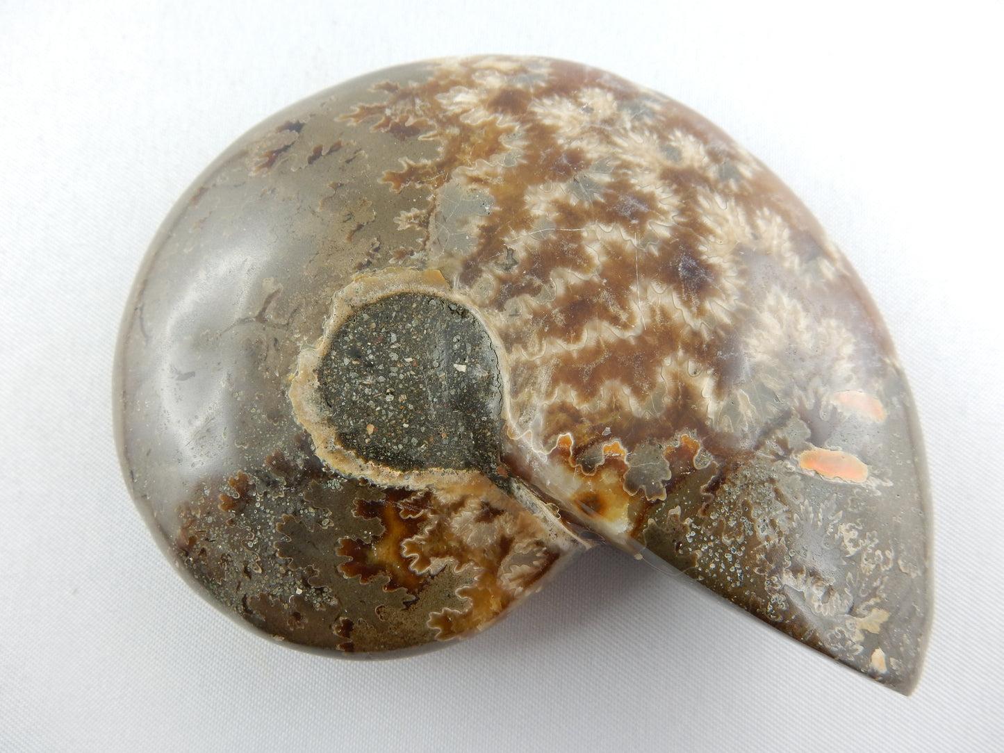 Ammonite Dish