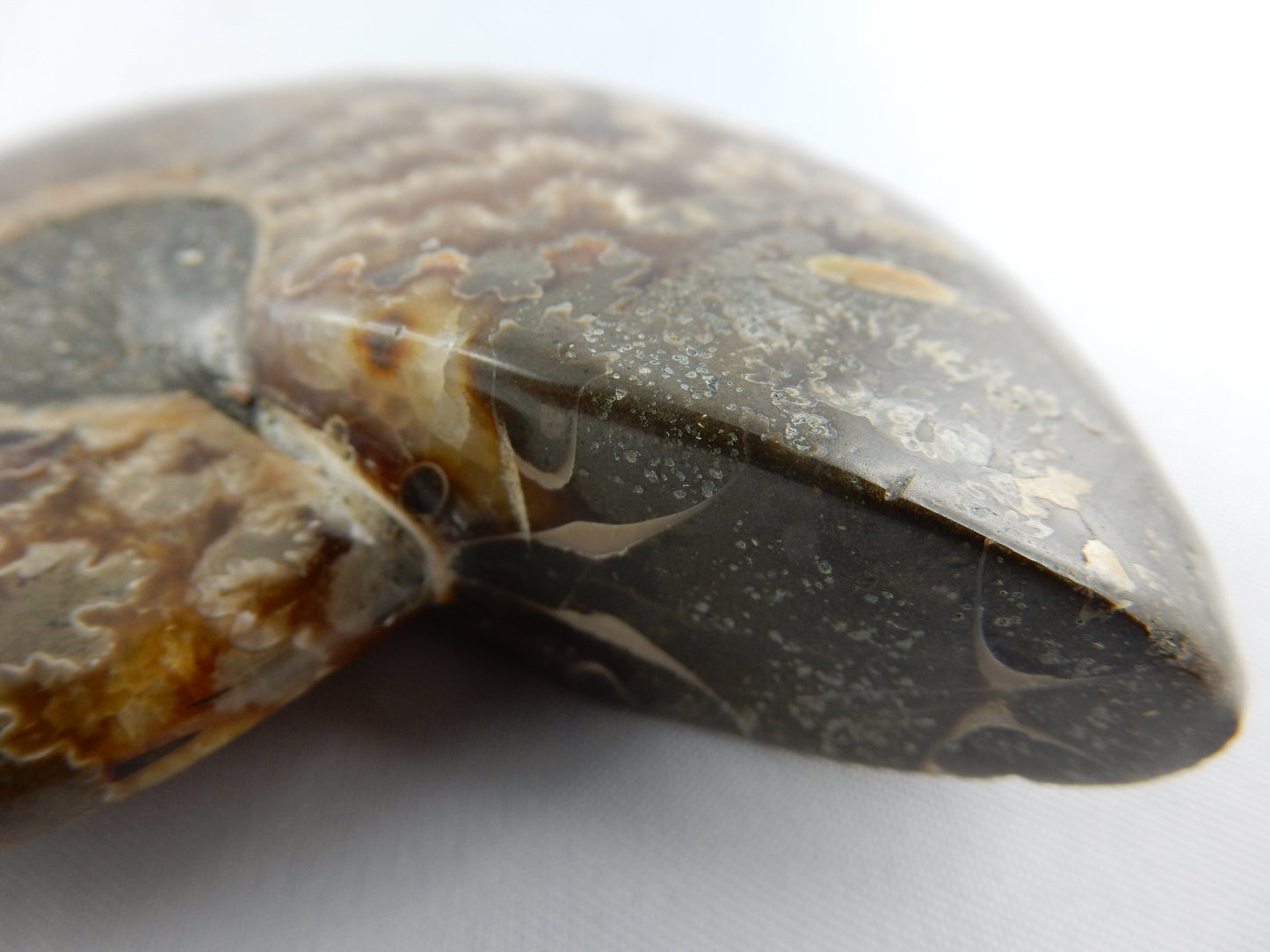 Ammonite Dish
