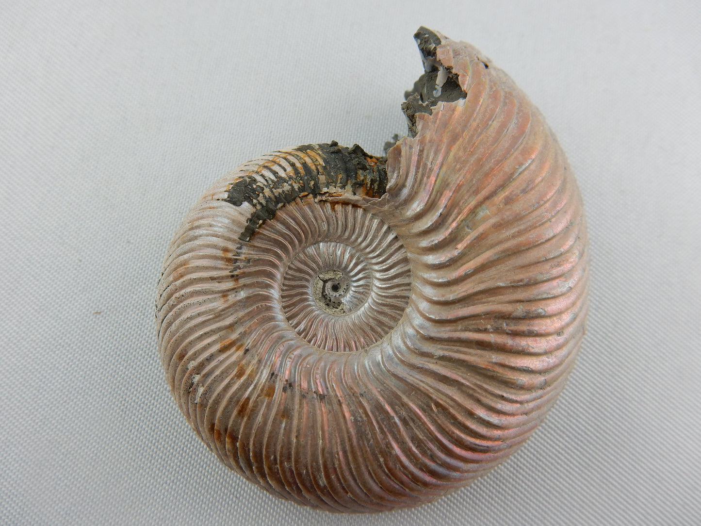 Ammonite - Pearly Pink Iridescent