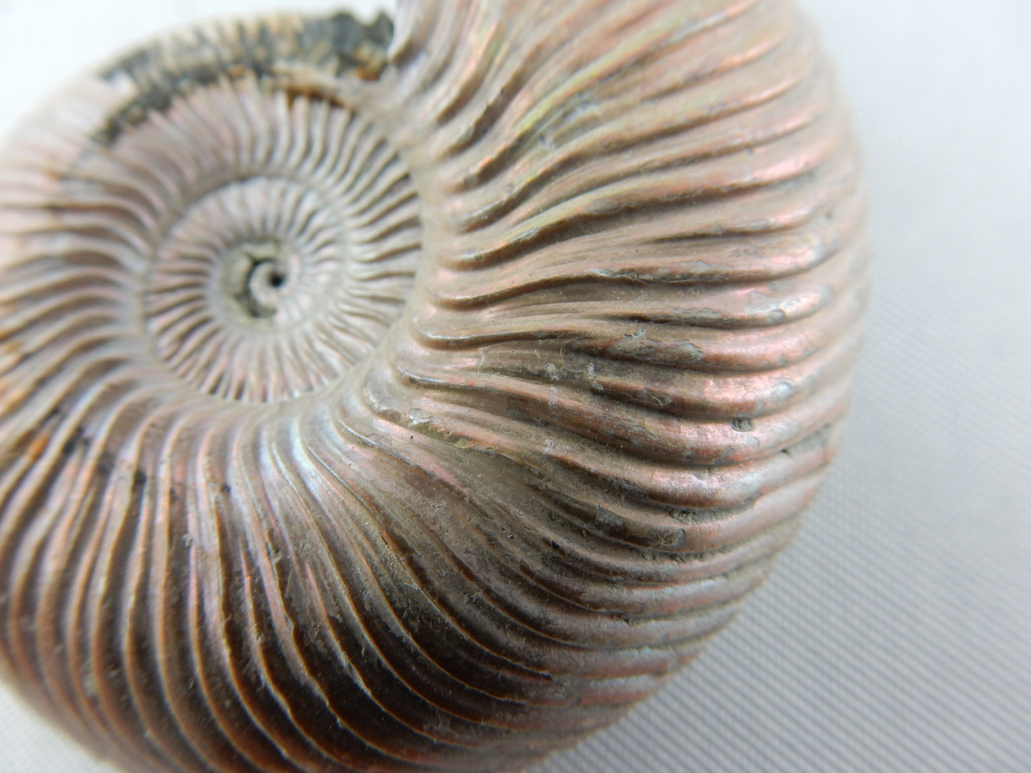 Ammonite - Pearly Pink Iridescent