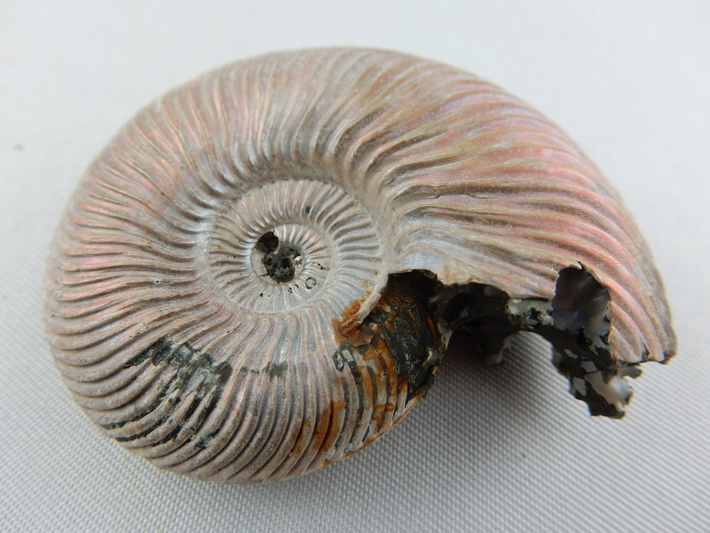 Ammonite - Pearly Pink Iridescent