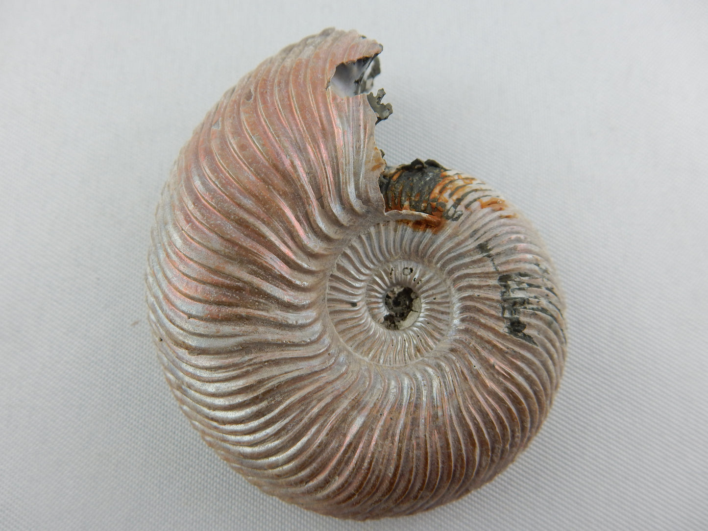 Ammonite - Pearly Pink Iridescent