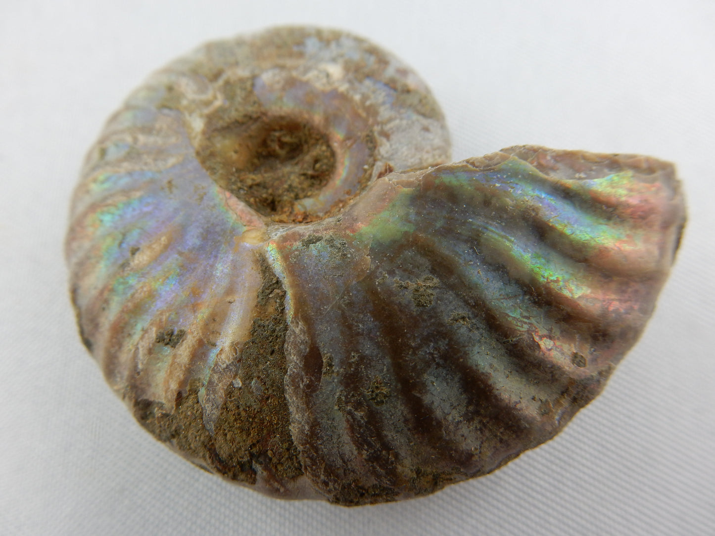 whole ammonite in a shining rainbow of colours of "ammolite"