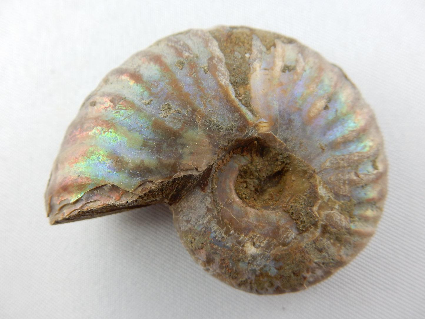 Ammonite - Rainbow Iridescent