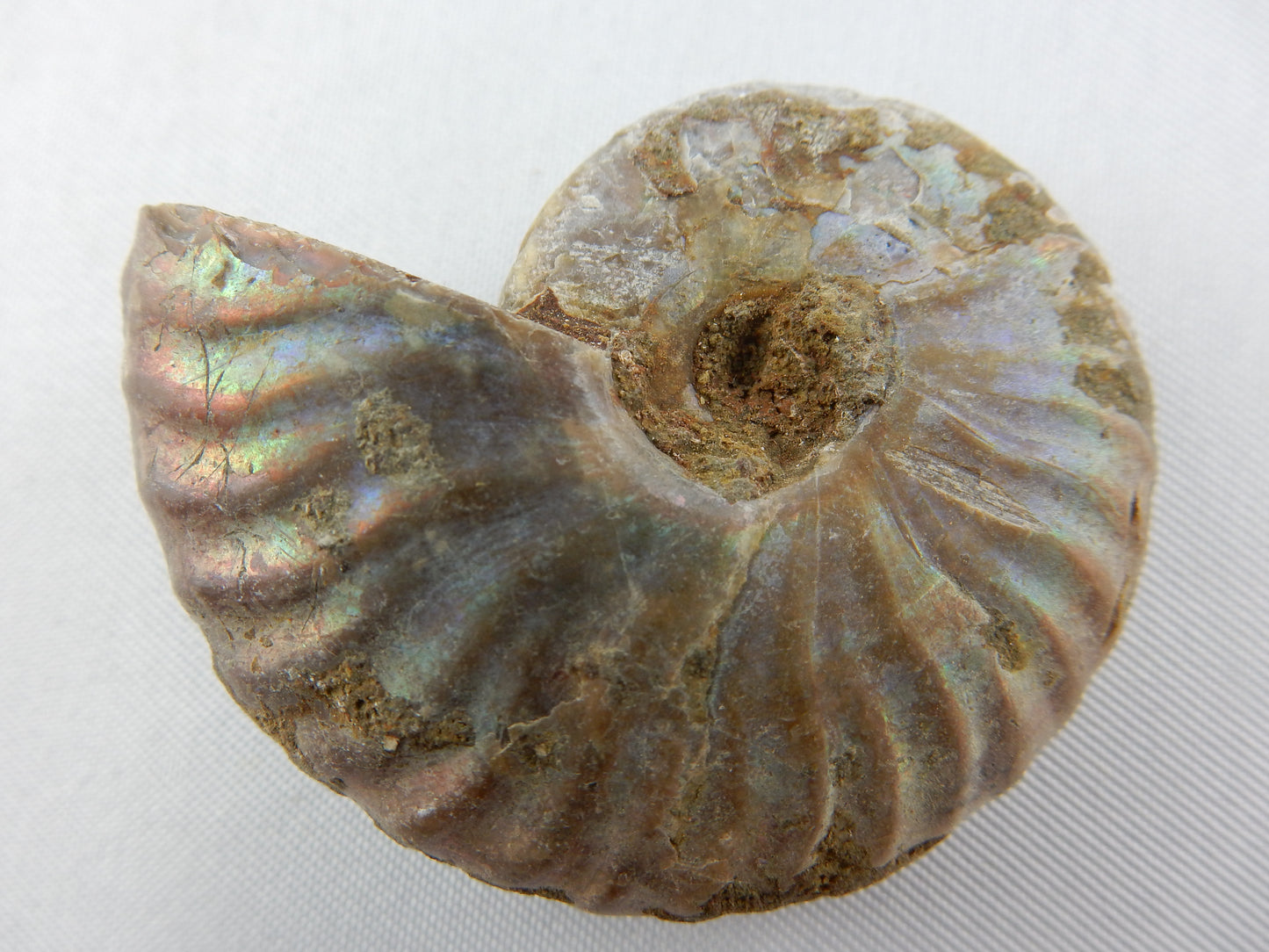 Ammonite - Rainbow Iridescent