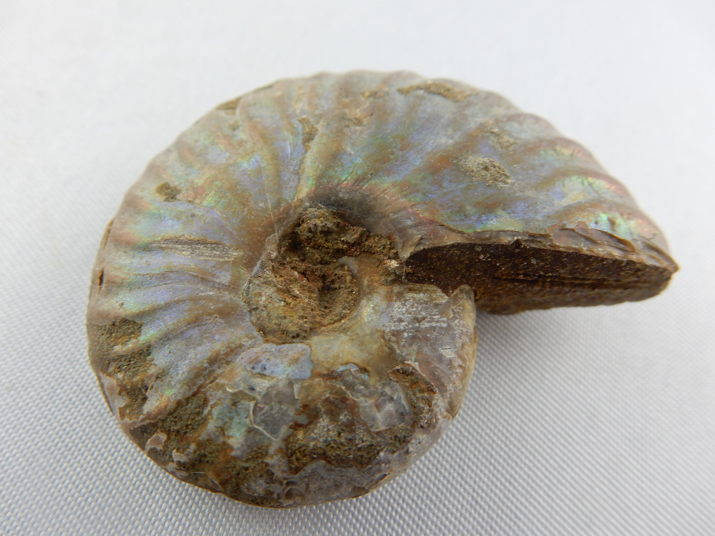 Ammonite - Rainbow Iridescent