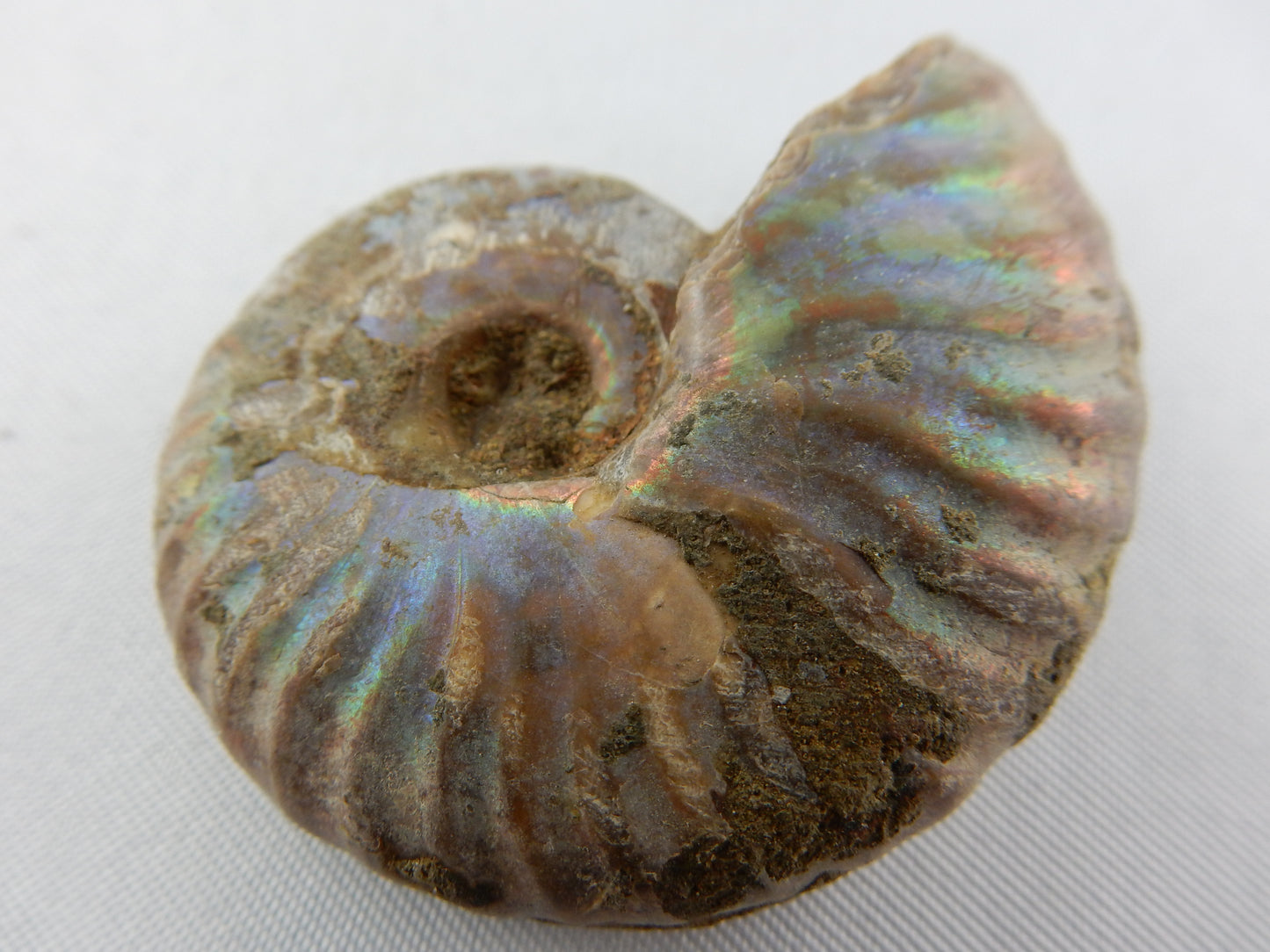 Ammonite - Rainbow Iridescent