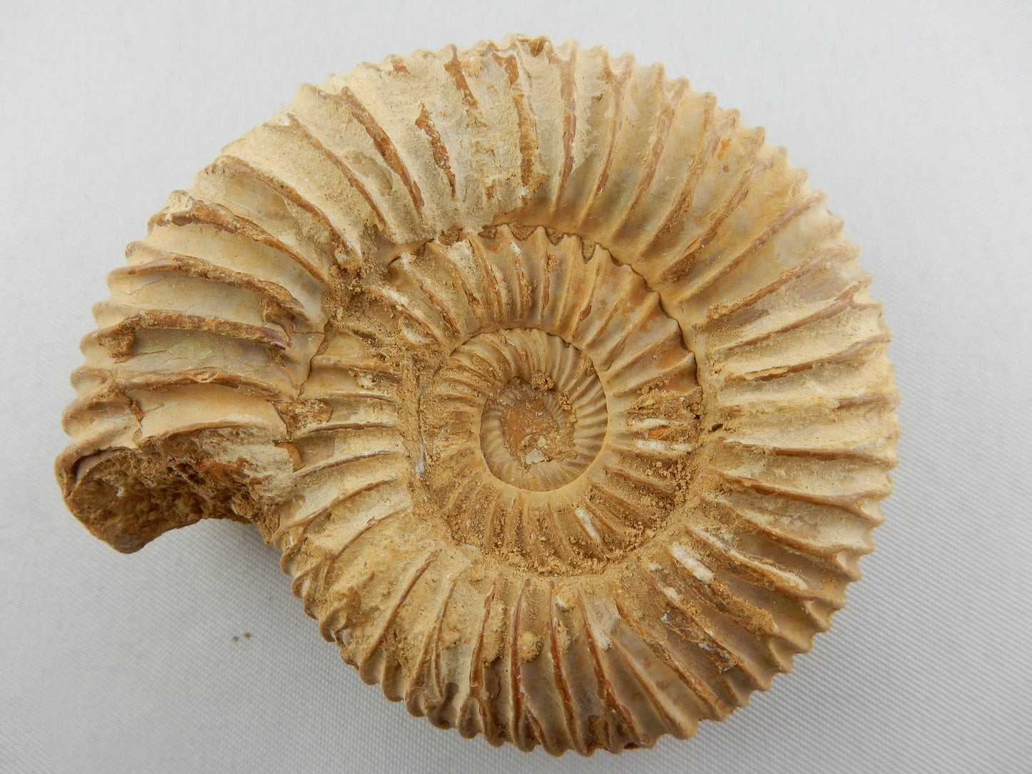 whole ammonite with a chalky-white-tan shell