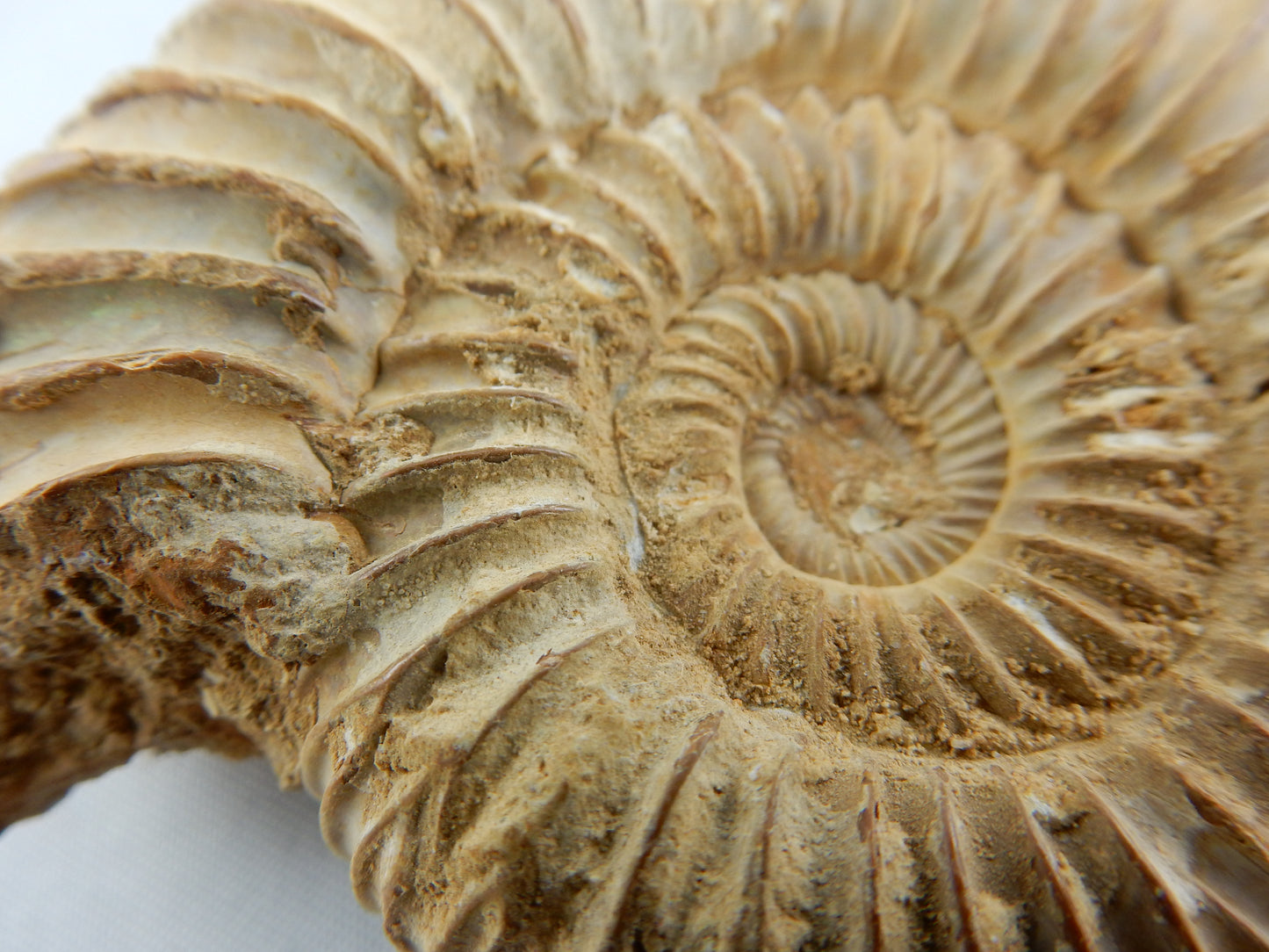 Ammonite - big white