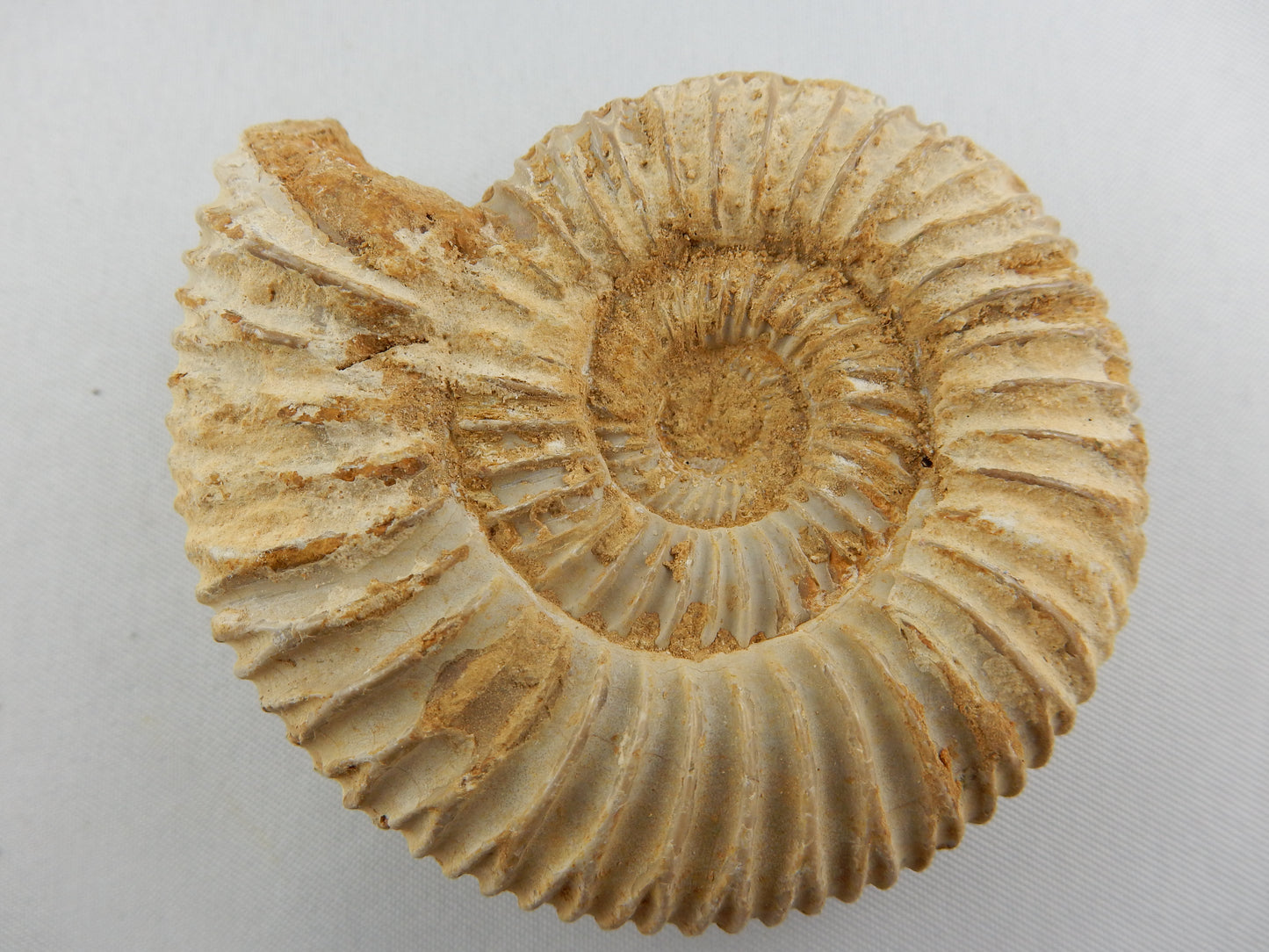 Ammonite - big white