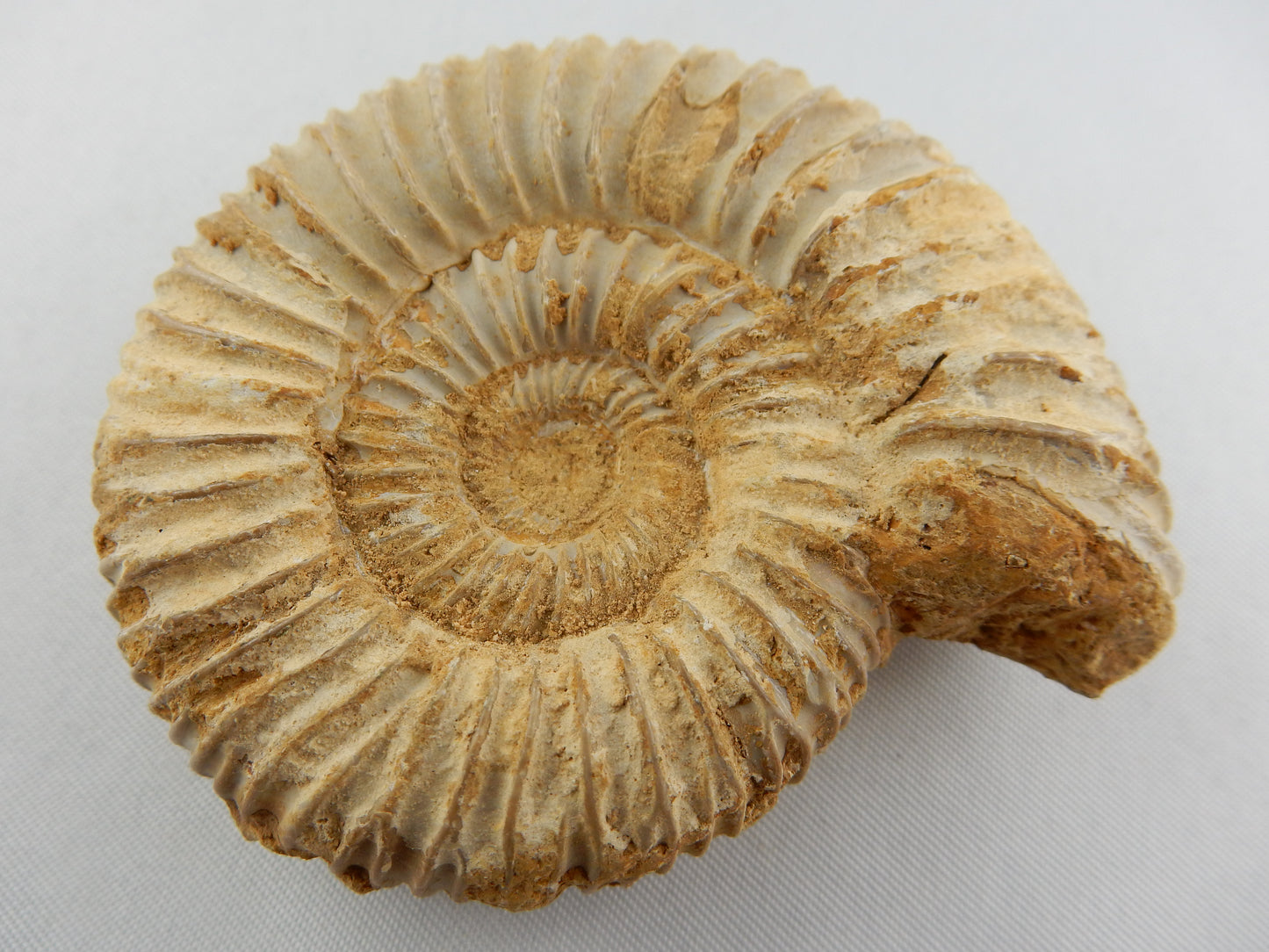 Ammonite - big white