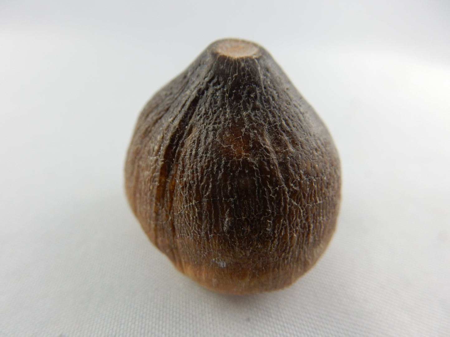 Globidens dinosaur (mosasaur-type), Cretaceous (80myo), alligator-like single tooth