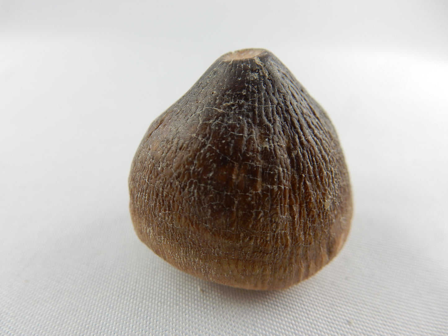 Dinosaur Tooth Globidens