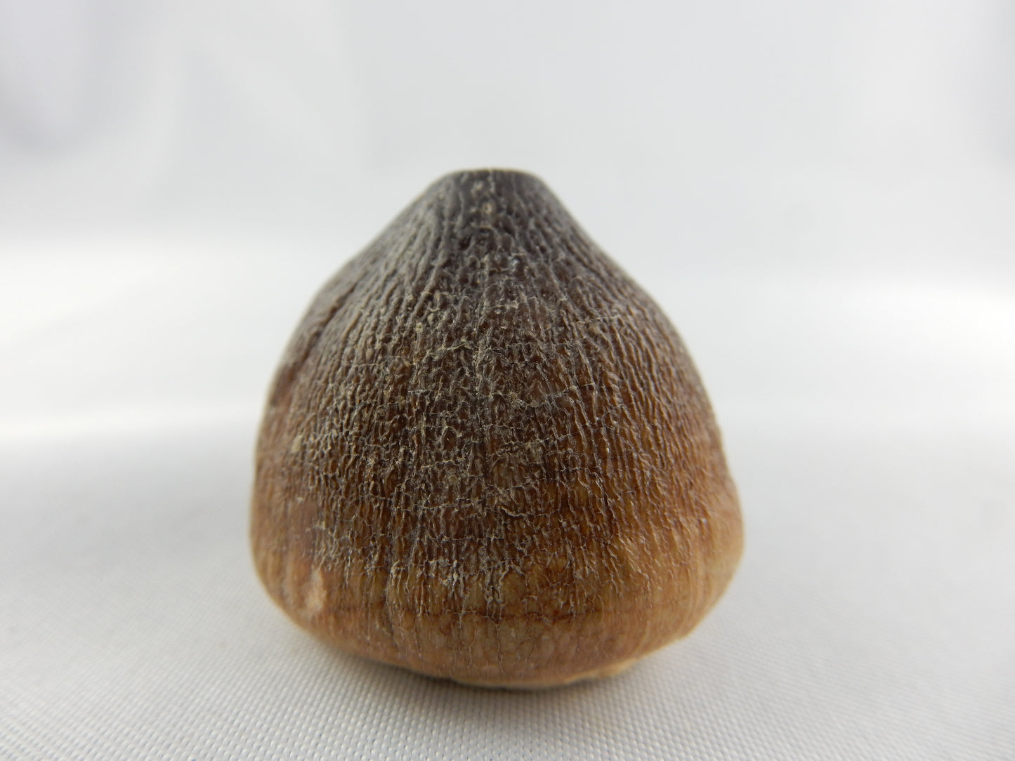 Dinosaur Tooth Globidens