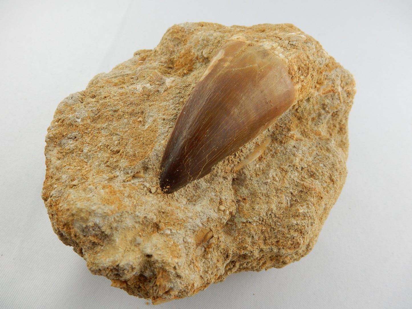 Dinosaur Tooth Mosasaur
