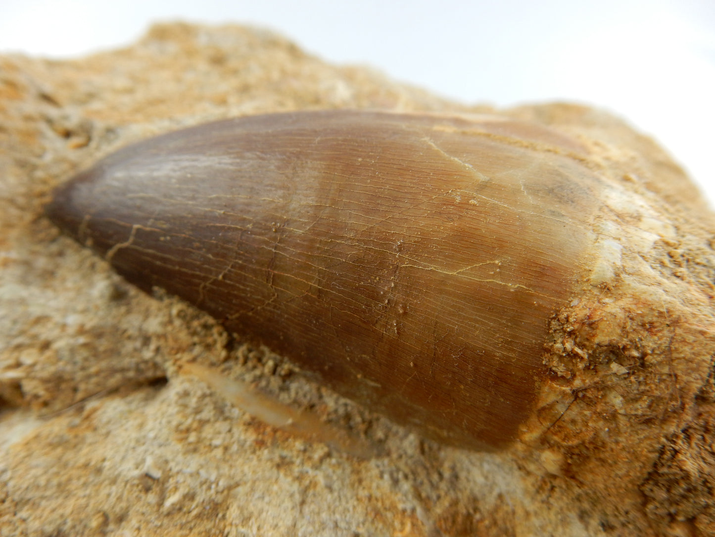 massive Mosasaur dinosaur (Liodon Anceps) tooth on matrix, excellent shape with serrations, Cretaceous 90myo