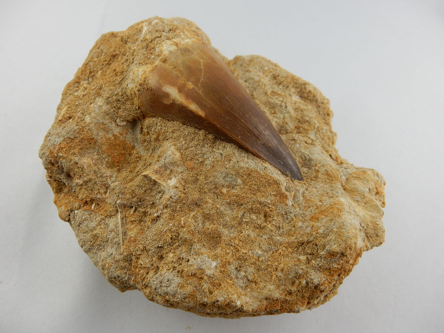 Dinosaur Tooth Mosasaur