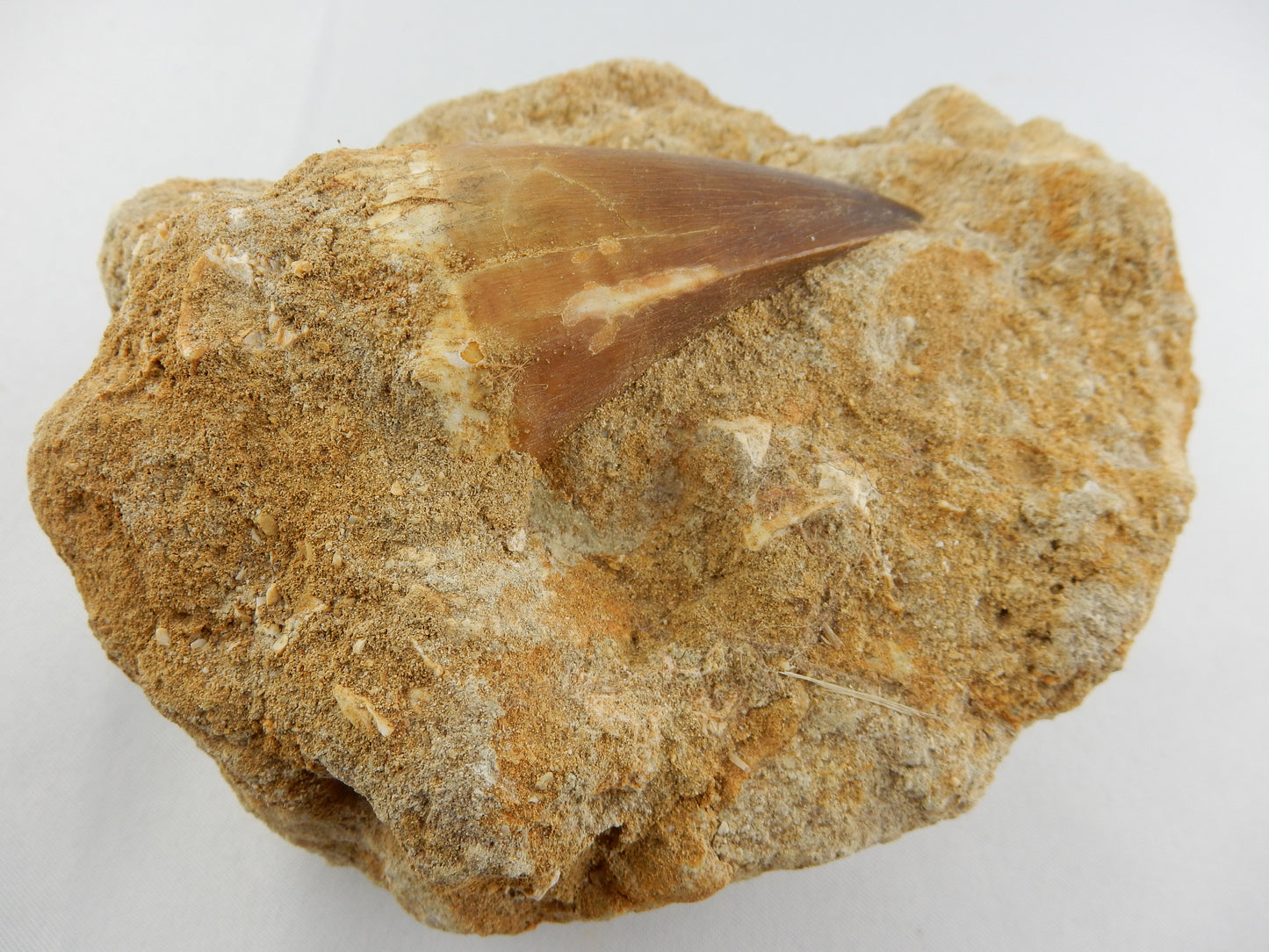 Dinosaur Tooth Mosasaur