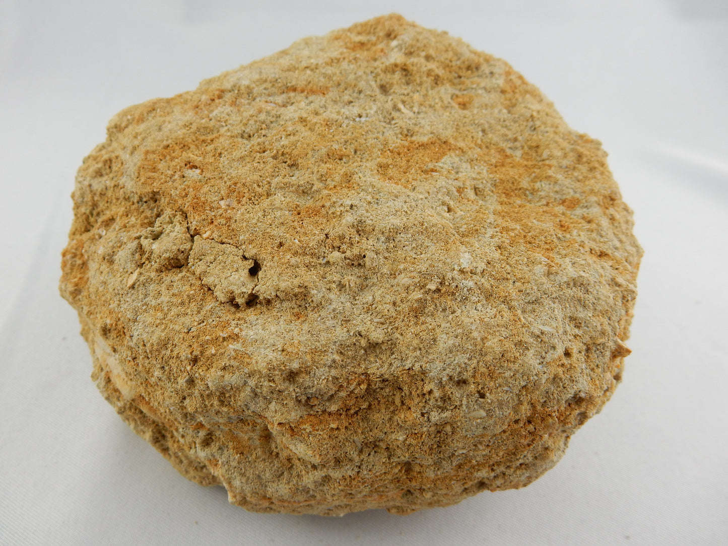 Dinosaur Tooth Mosasaur