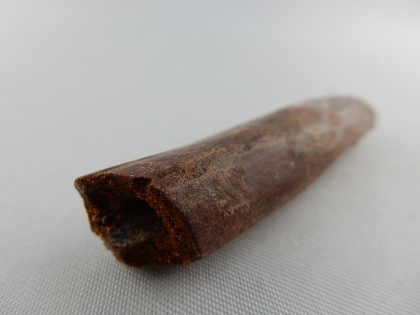 Dinosaur Tooth Rebbachisaurus