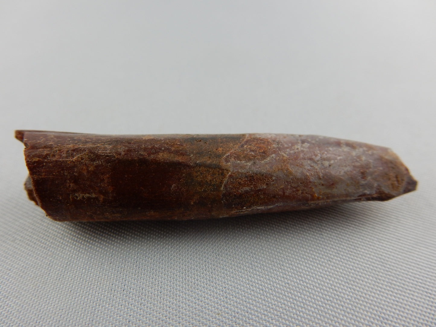 Dinosaur Tooth Rebbachisaurus