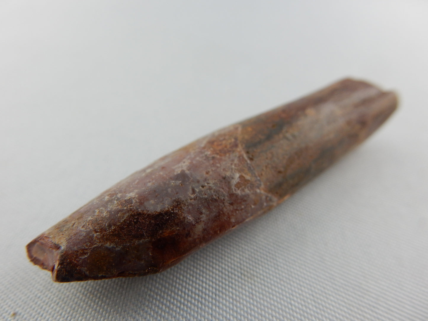 Dinosaur Tooth Rebbachisaurus