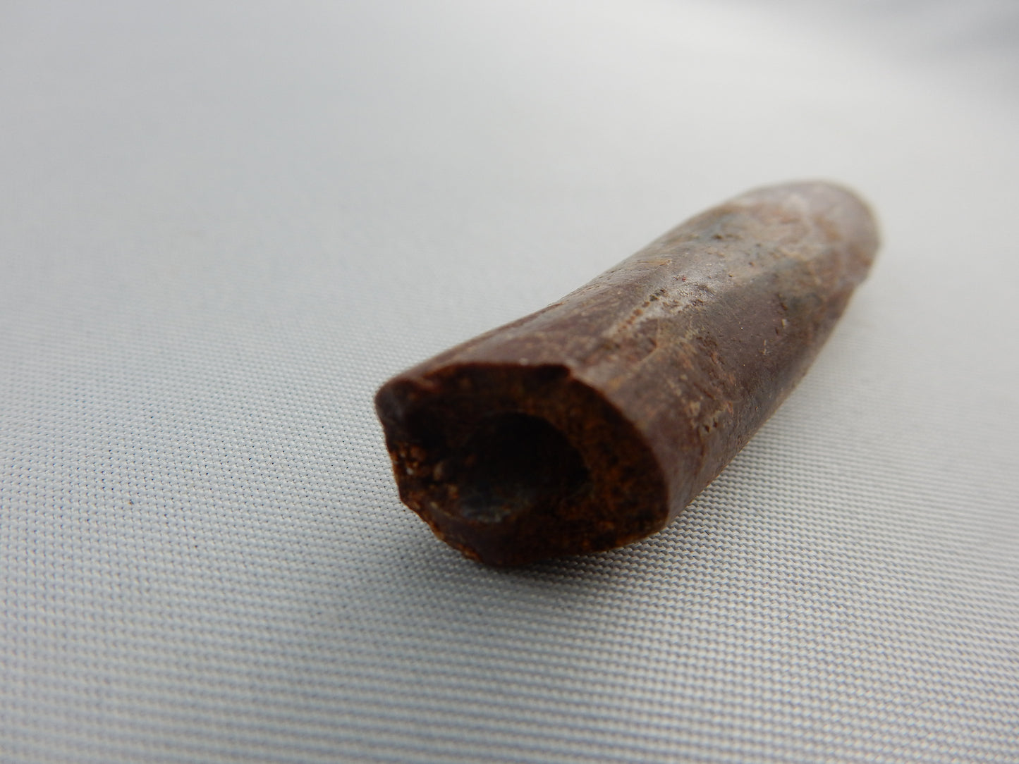 Dinosaur Tooth Rebbachisaurus