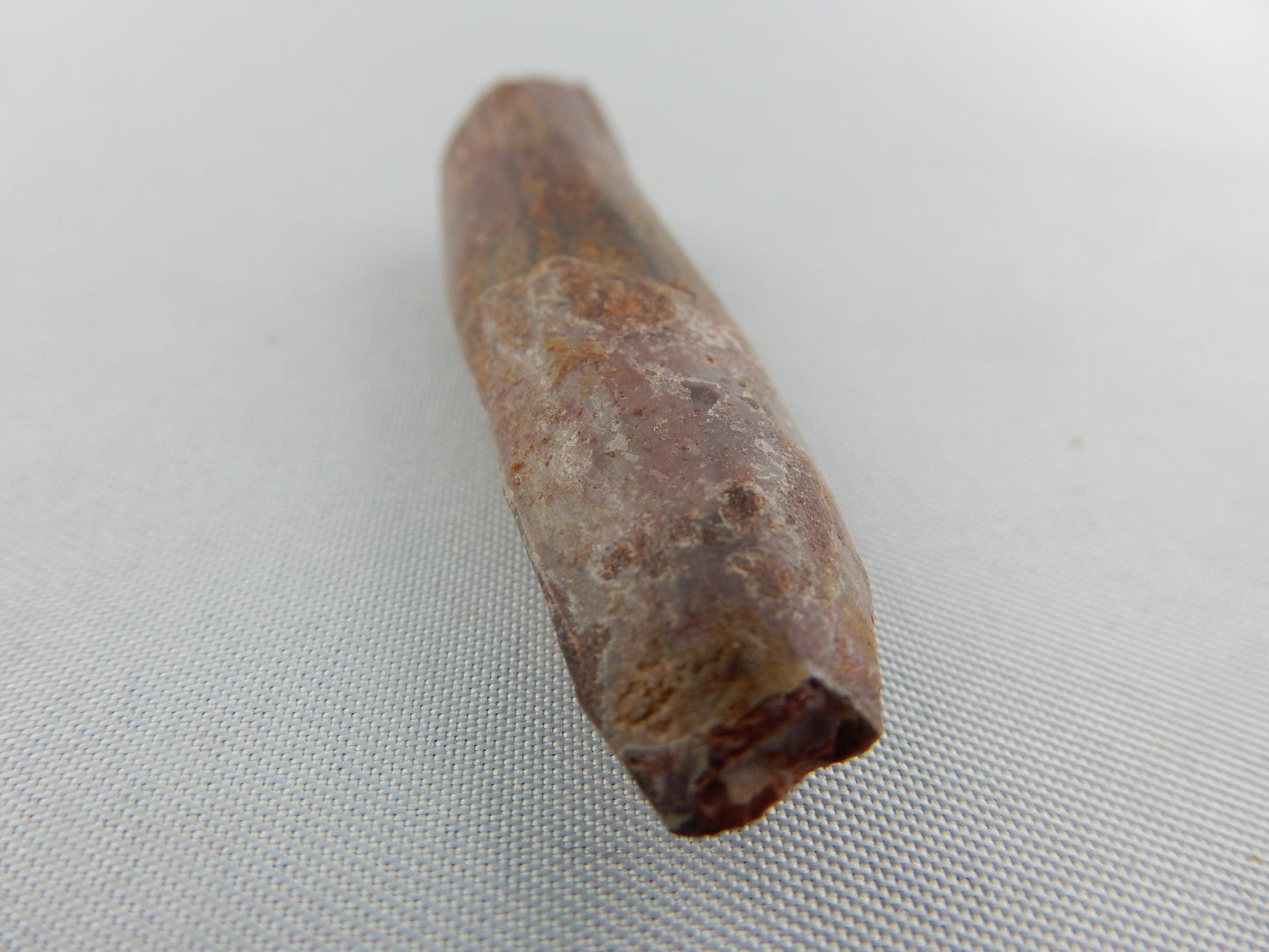 Dinosaur Tooth Rebbachisaurus