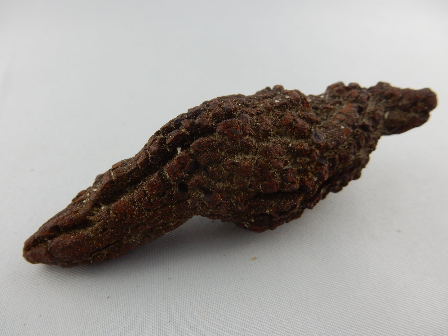Coprolite (Turtle Dino poop)