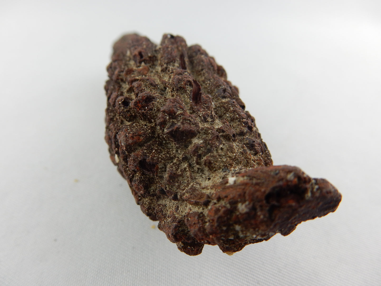 Coprolite (Turtle Dino poop)