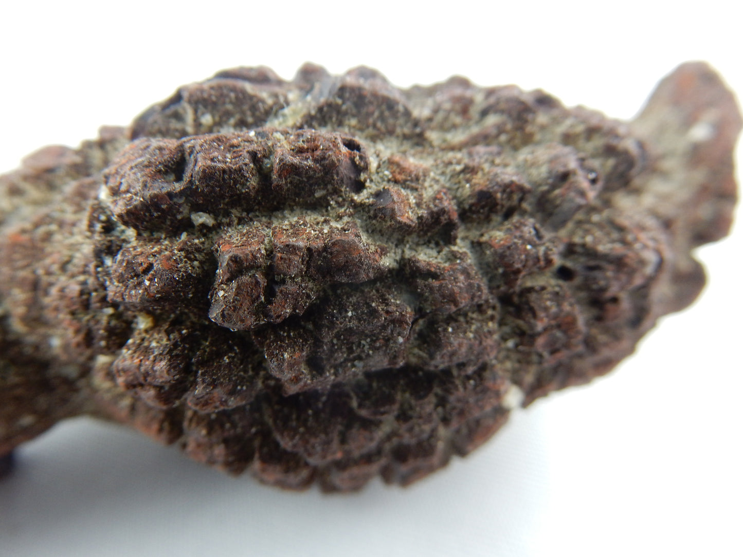 Coprolite (Turtle Dino poop)
