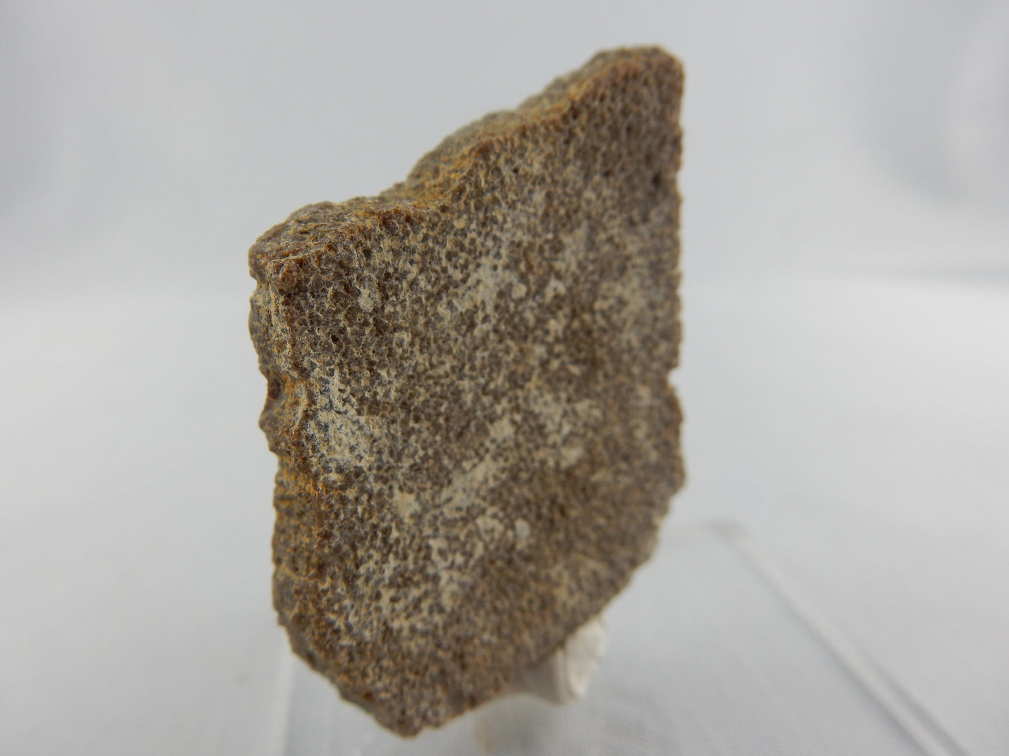 Dinosaur Egg Shell - Titanosauridae