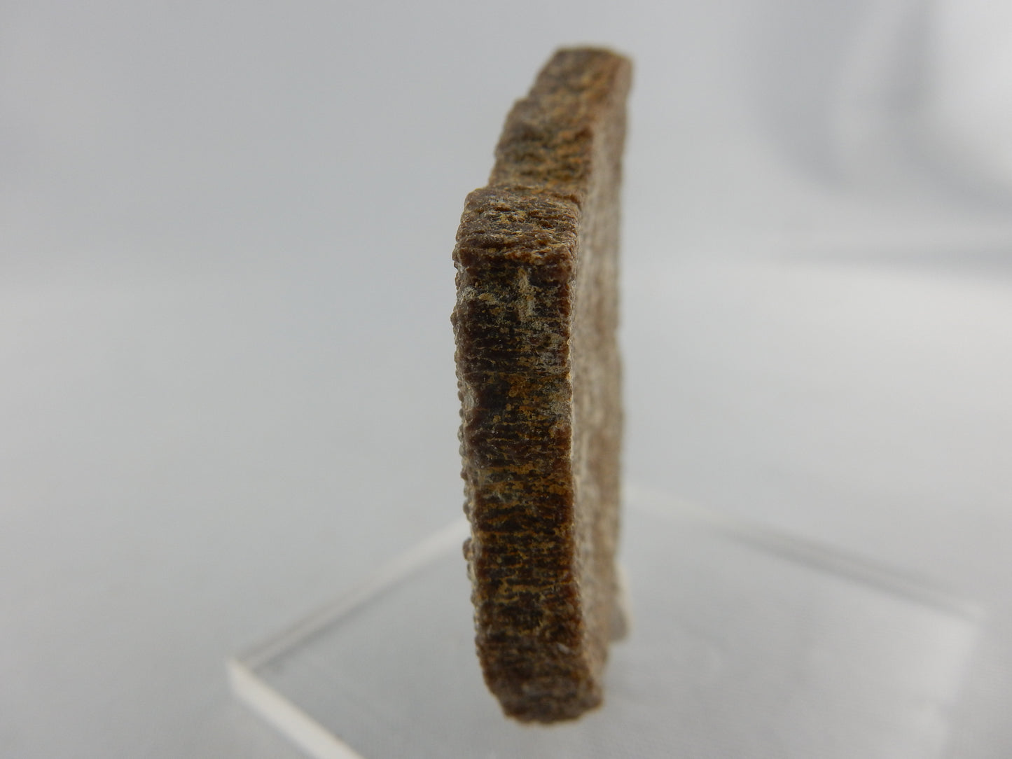 Dinosaur Egg Shell - Titanosauridae