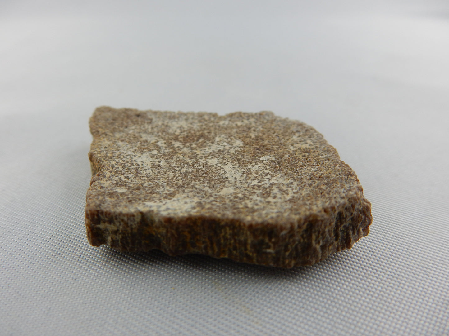 Dinosaur Egg Shell - Titanosauridae