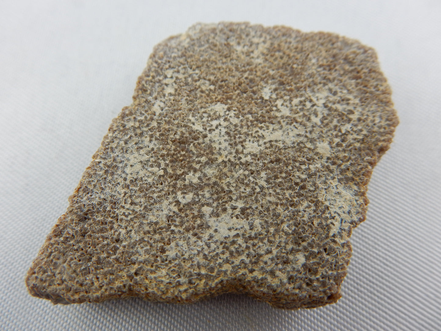 Dinosaur Egg Shell - Titanosauridae