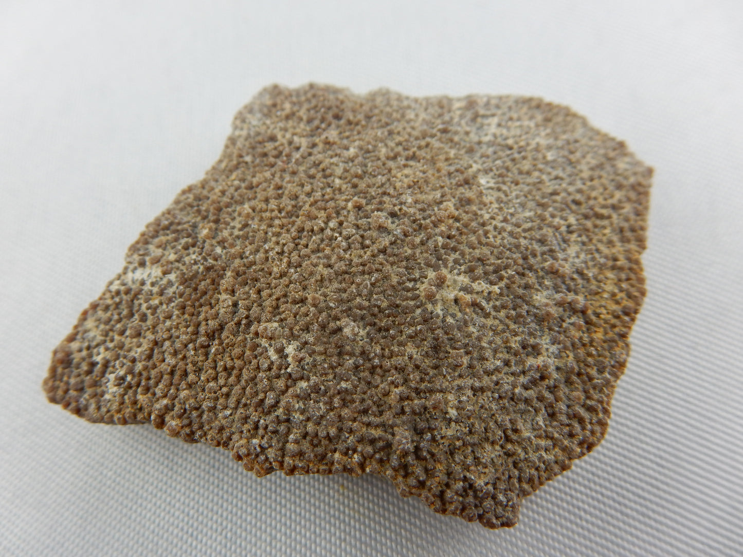 Dinosaur Egg Shell - Titanosauridae