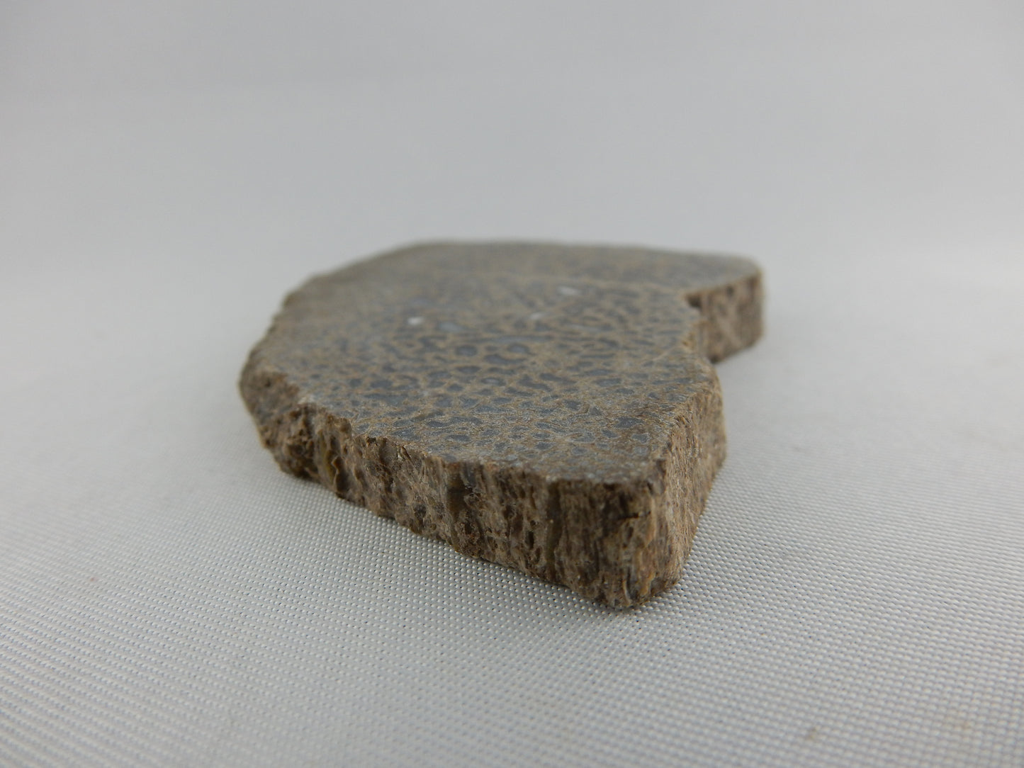 Dinosaur Bone Slab