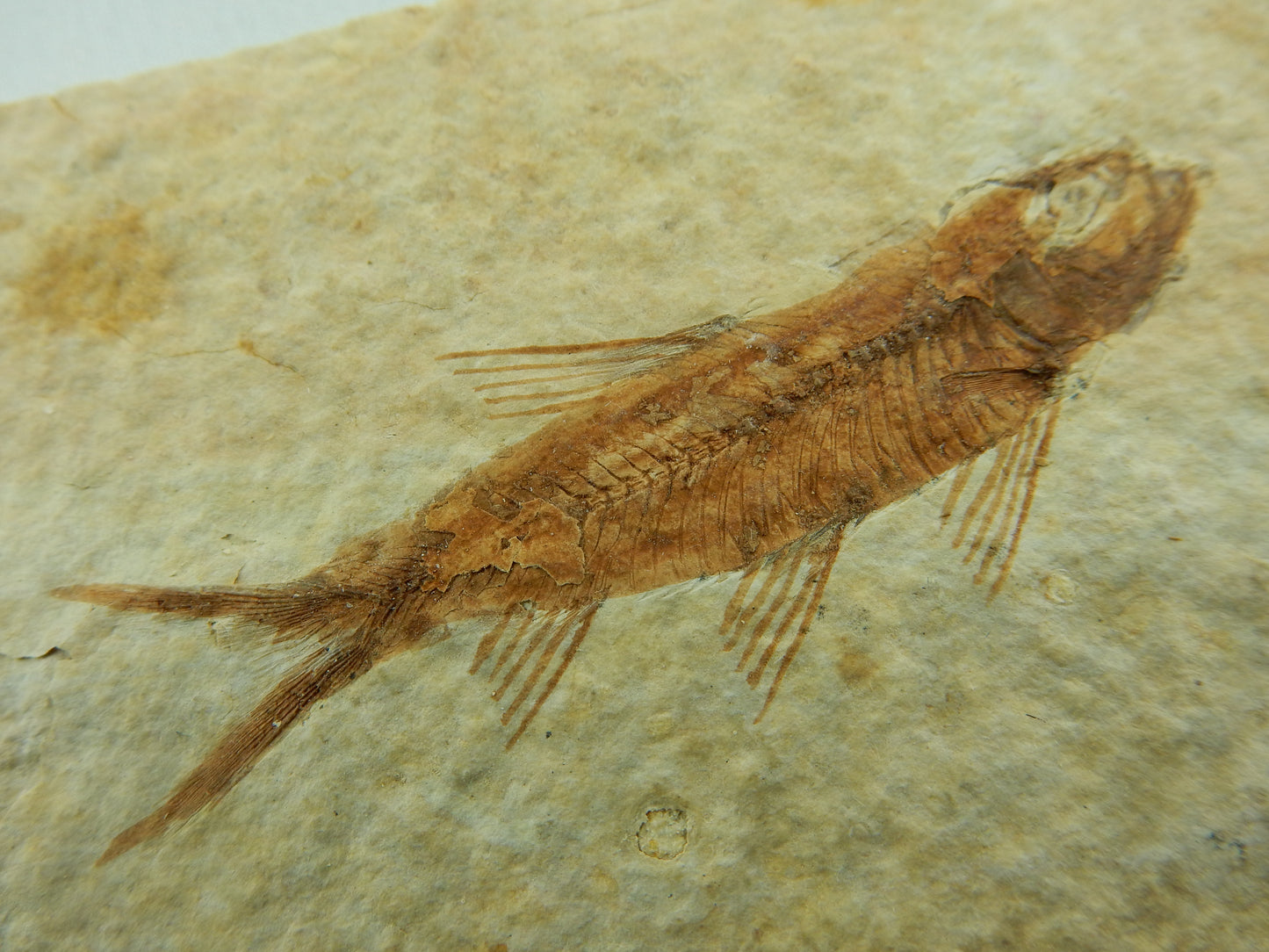 fish fossil Knightia Eocaena - delicate fins and bones exposed, on shale