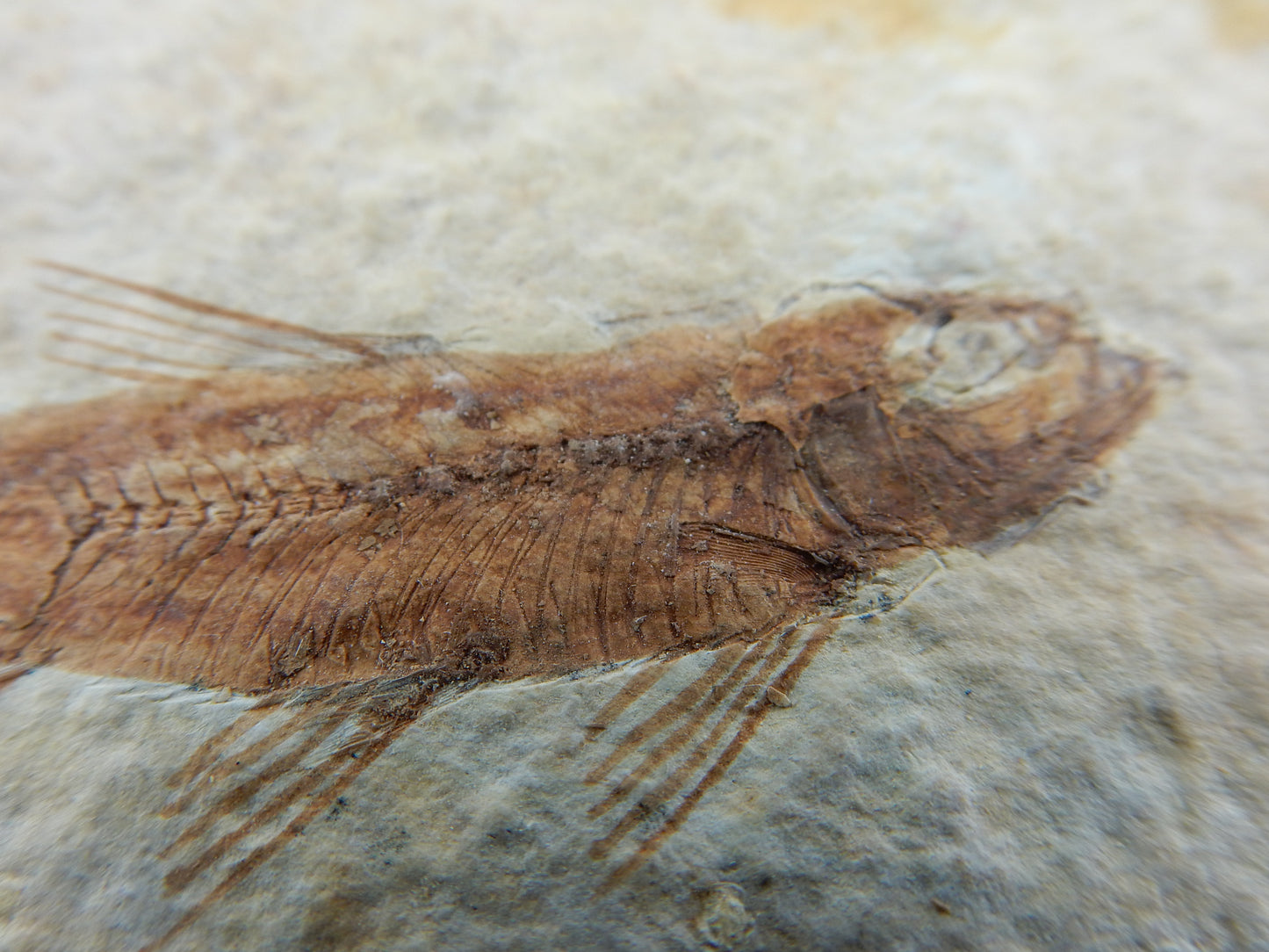 Fish Fossil - Knightia Eocaena
